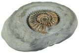 Beautiful, Ammonite (Arnioceras) Fossil - England #240738-2